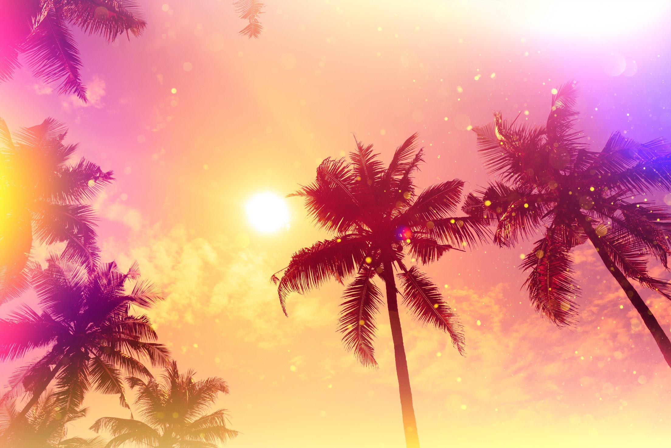 Palm sunset silhouettes tropical beach hipster party